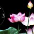 Wanduhr XXL 3D Optik Dixtime pink Lotus Bl&uuml;te 50x70 cm leises Uhrwerk GR-024