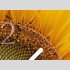 Tischuhr 30cmx30cm inkl. Alu-St&auml;nder -Landschaftsbild Sonnenblume  ger&auml;uschloses Quarzuhrwerk -Wanduhr-Standuhr TU6040 DIXTIME
